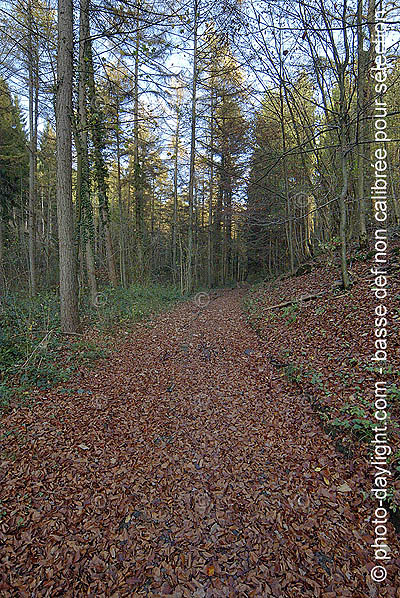 bois en automne